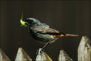 DSC08374.JPG DSC08374.JPG