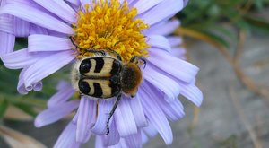 comp_gebänderter Pinselkäfer.jpg