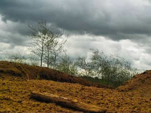 comp_SpargelPIMG0054.jpg comp_SpargelPIMG0054.jpg