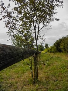 comp_SpargelPIMG0037.jpg comp_SpargelPIMG0037.jpg