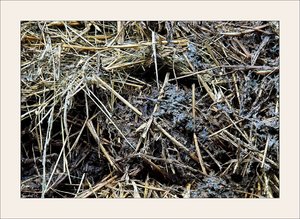 SDIM3914-a.jpg SDIM3914-a.jpg