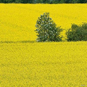 SDIM1684 Ausschnitt.jpg