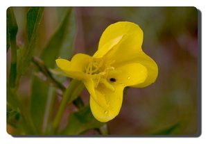 SDIM4592.jpg SDIM4592.jpg