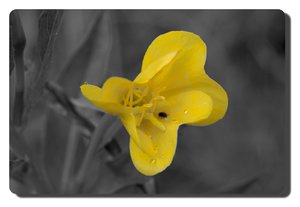 SDIM4592_ck.jpg SDIM4592_ck.jpg