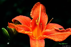 Lilien23.jpg Lilien23.jpg