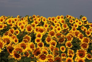 IMG_7216.JPG IMG_7216.JPG