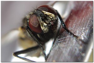 fliege.jpg
