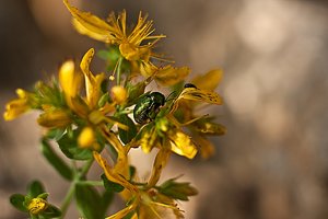 Grüner Sauerampferkäfer 1.jpg