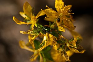 Grüner Sauerampferkäfer 2.jpg Grüner Sauerampferkäfer 2.jpg