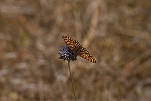 Schmetterling fo 1.jpg