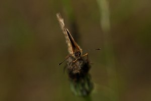 Schmetterling fo 2.jpg