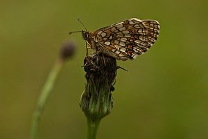 Schmetterling fo.jpg Schmetterling fo.jpg
