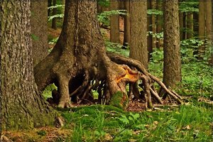 CRW_1125.JPG CRW_1125.JPG