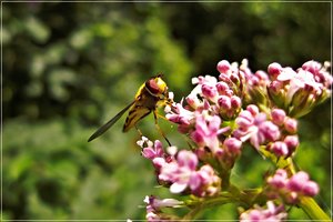 CRW_1150.JPG CRW_1150.JPG