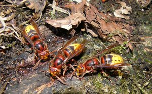 Macro mit Panasonic Lumix P1090497_cr(c) PPf.jpg