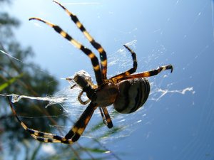 Macro mit Panasonic Lumix P1090632(c) PPf.jpg