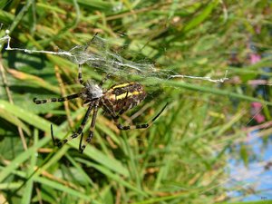 Macro mit Panasonic Lumix P1090637(c) PPf.jpg