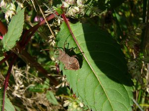 Macro mit Panasonic Lumix P1090641(c) PPf.jpg