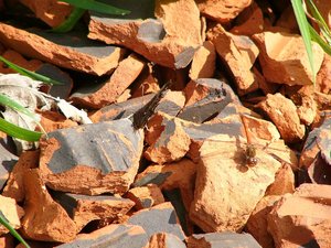 Macro mit Panasonic Lumix P1090695(c) PPf.jpg