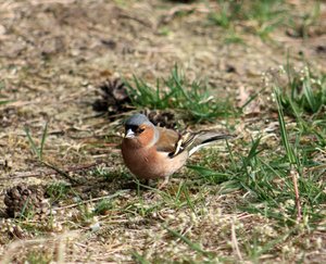 Buchfink.JPG Buchfink.JPG