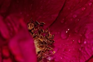 Blick ins Herz einer Heckenrose SDIM2256 SD15 + Balgen mit Vivitar 80-200(c) PPf.jpg