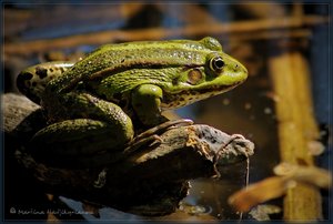 frosch 001.jpg