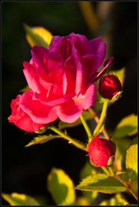 Rose-6.jpg