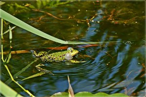 Bot. Garten_Robi 38.JPG