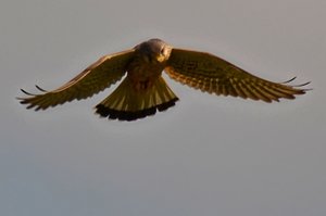 DSC_0330_ji Kopie_filtered.jpg