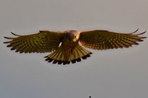 DSC_0331_ji Kopie_filtered.jpg