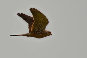 DSC_0333_ji Kopie_filtered.jpg