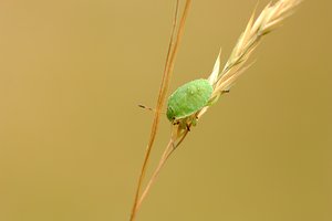 _MG_8371.JPEG _MG_8371.JPEG