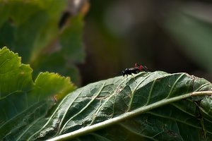 IMG_8083_11.jpg IMG_8083_11.jpg