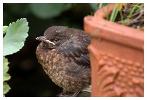 Jungvogel 290 kbJungvogel0001.jpg