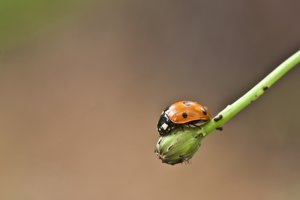 _MG_8450-1.jpg _MG_8450-1.jpg