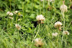 comp_Odezia atrata - Rußspanner l Schwarzspanner.jpg