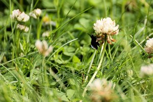 comp_Odezia atrata - Rußspanner l Schwarzspanner1.jpg