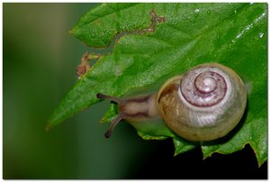 schneck.jpg schneck.jpg