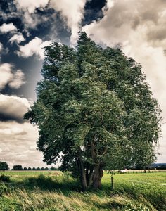 baum-im-sturm.jpg