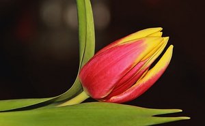 tulpe4.JPG