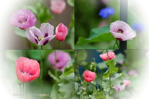 Mohn im Juli Collage 295 kbletzter Mohn als Collage.jpg
