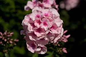 Gartenblumen-6.jpg