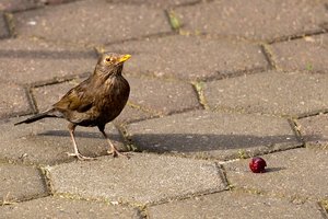 Amsel-2.jpg