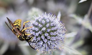 IMG_0018_Wespe.JPG IMG_0018_Wespe.JPG