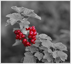 johannisbeere333.jpg johannisbeere333.jpg