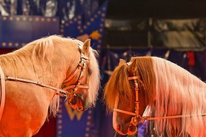 comp_unbenannt-1583.jpg comp_unbenannt-1583.jpg