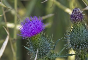 Lumix FZ45-P1000147.jpg