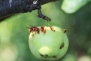 Hornisse, Wespe u. Ameise-Fo.JPG