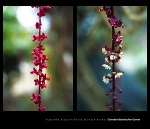 Botanischer Garten.jpg