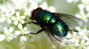 comp_Gymnochaeta viridis.jpg